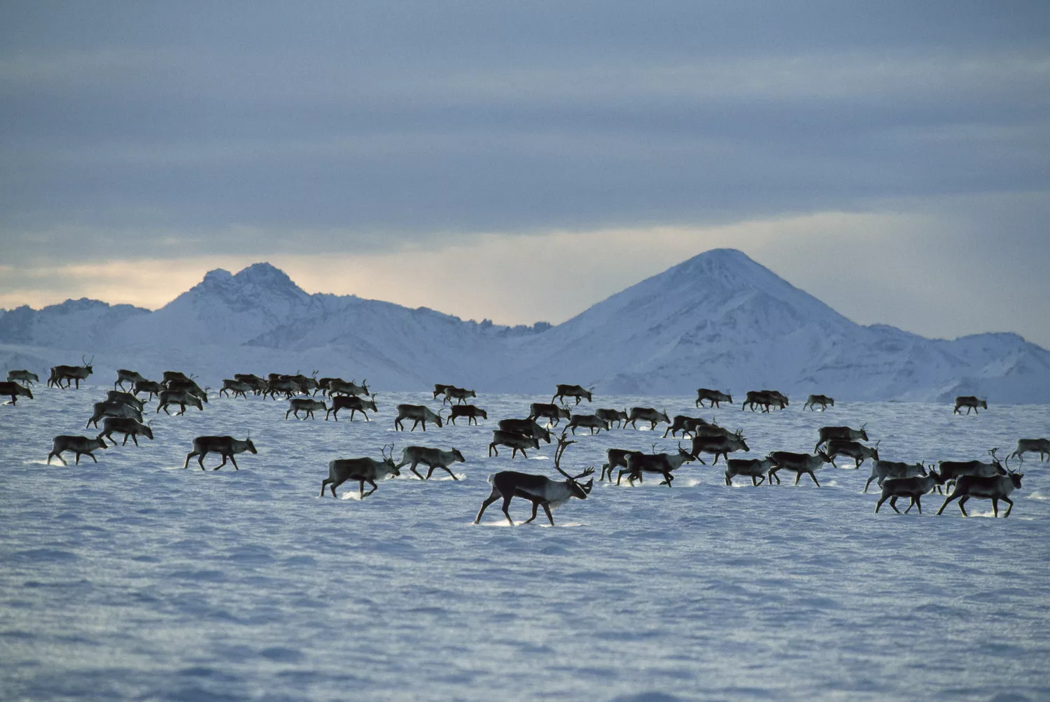 Стадо оленей карибу мигрирует по покрытой снегом земле на Аляске