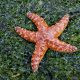 8 Удивительных фактов о морских звездах
