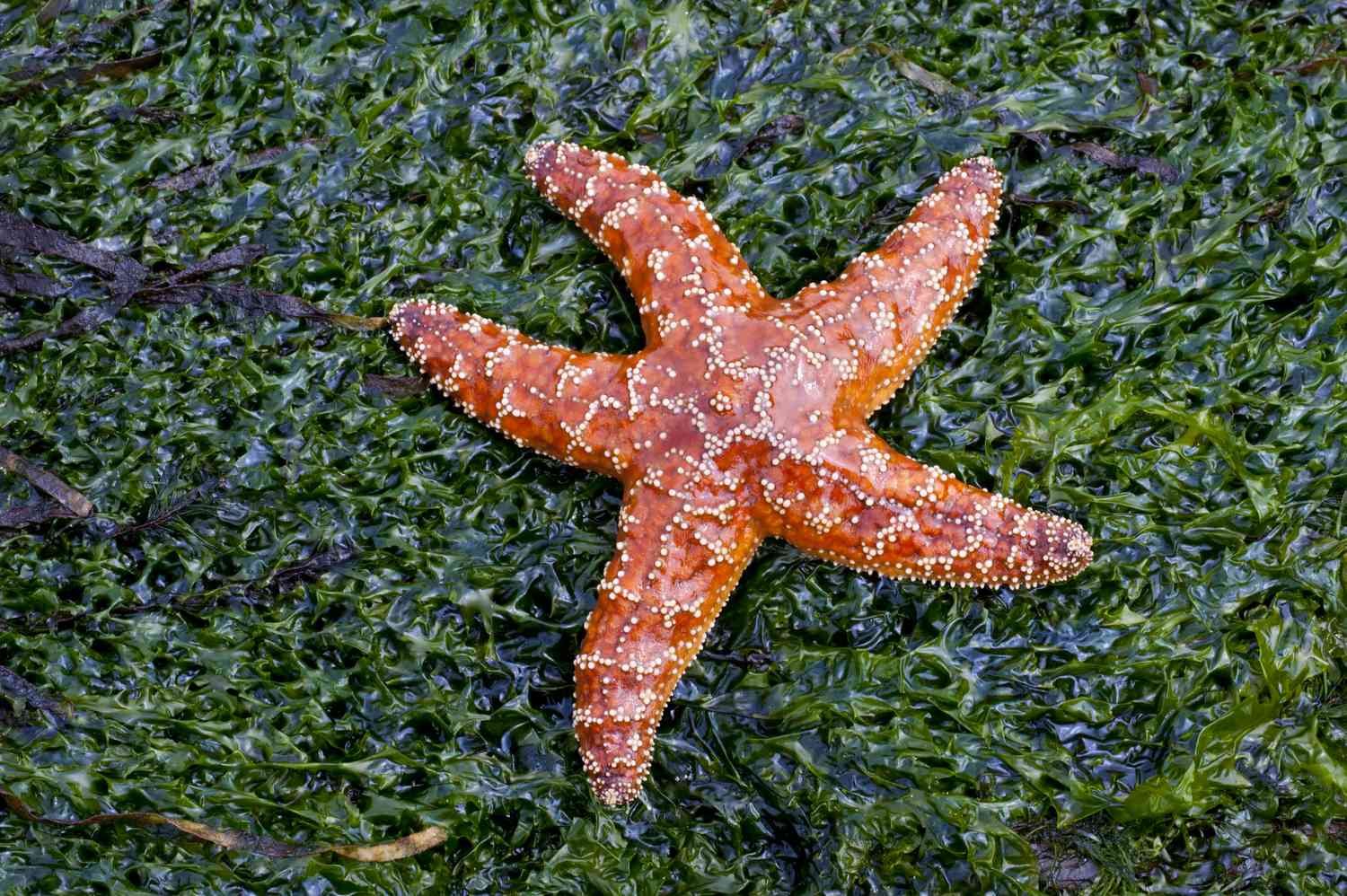 Пурпурная морская звезда (Pisaster ochraceus) на зеленых водорослях