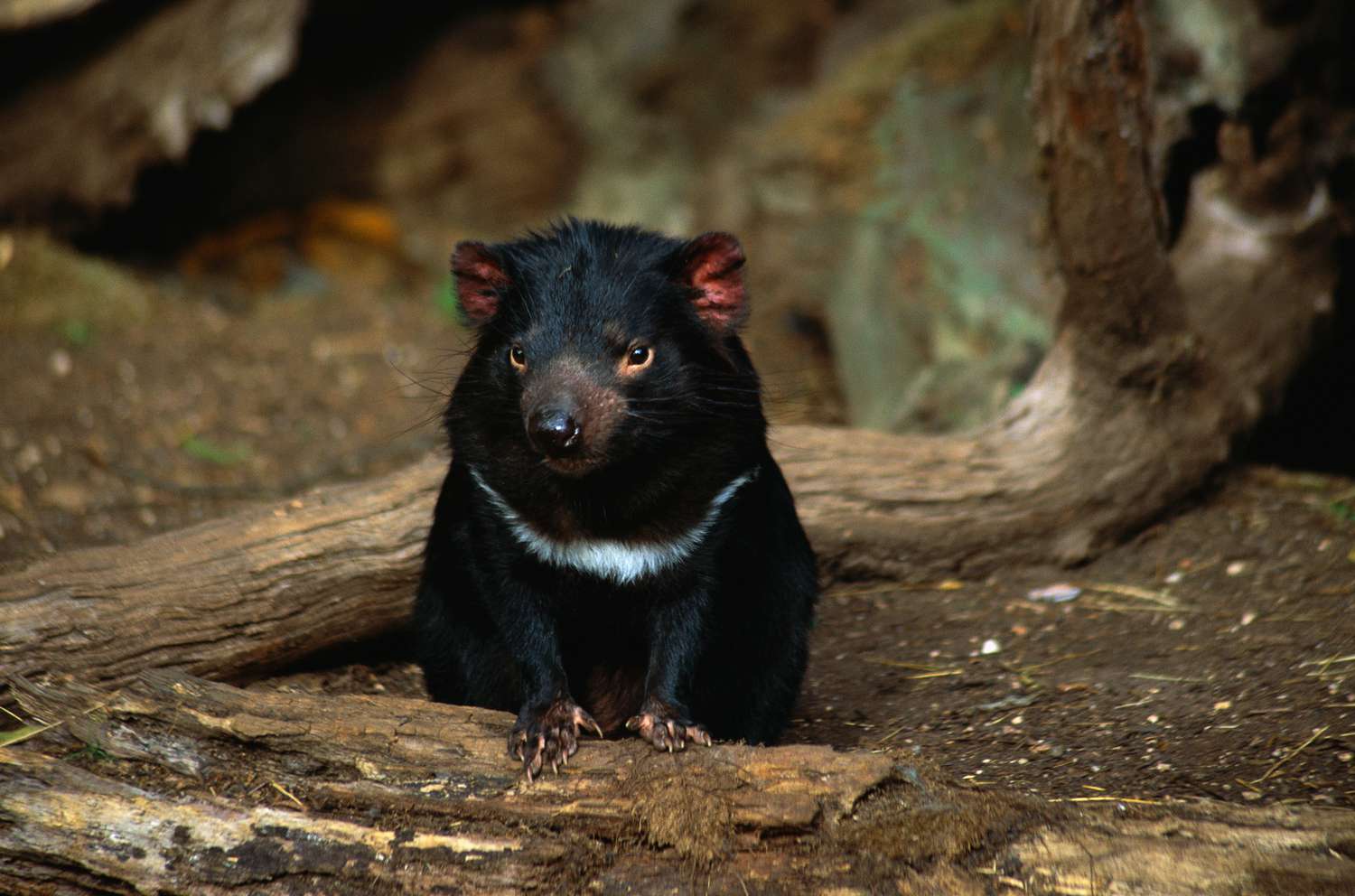 Тасманский дьявол, находящийся под угрозой исчезновения, сидит на земле в лесу