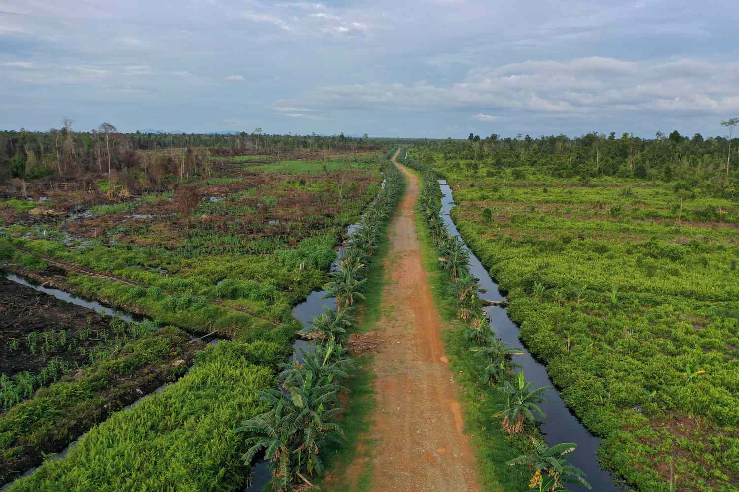 Обезлесенные торфяники в индонезийском Борнео