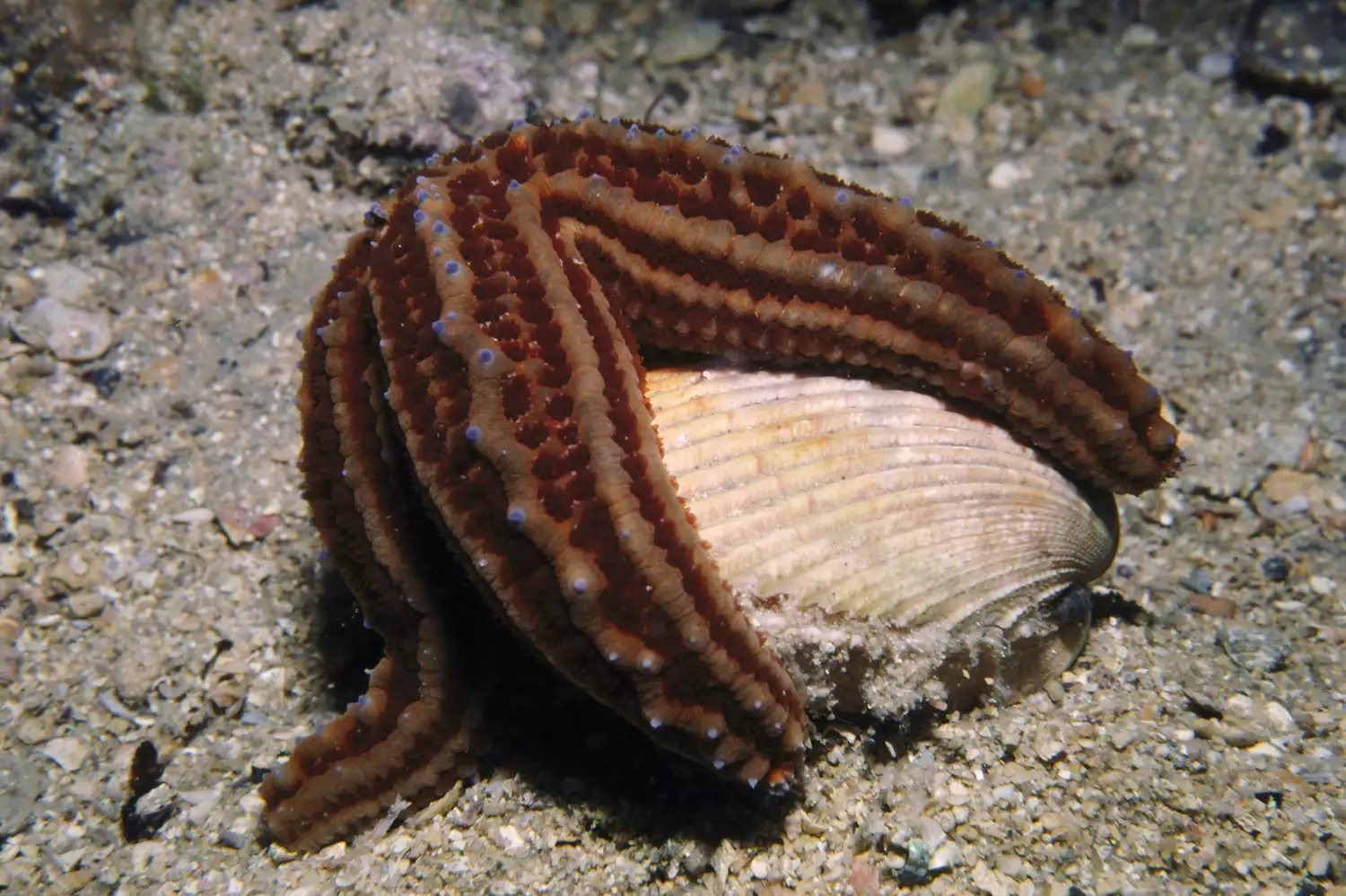 Рифовая морская звезда (Uniophora granifera) питается на острове Кенгуру