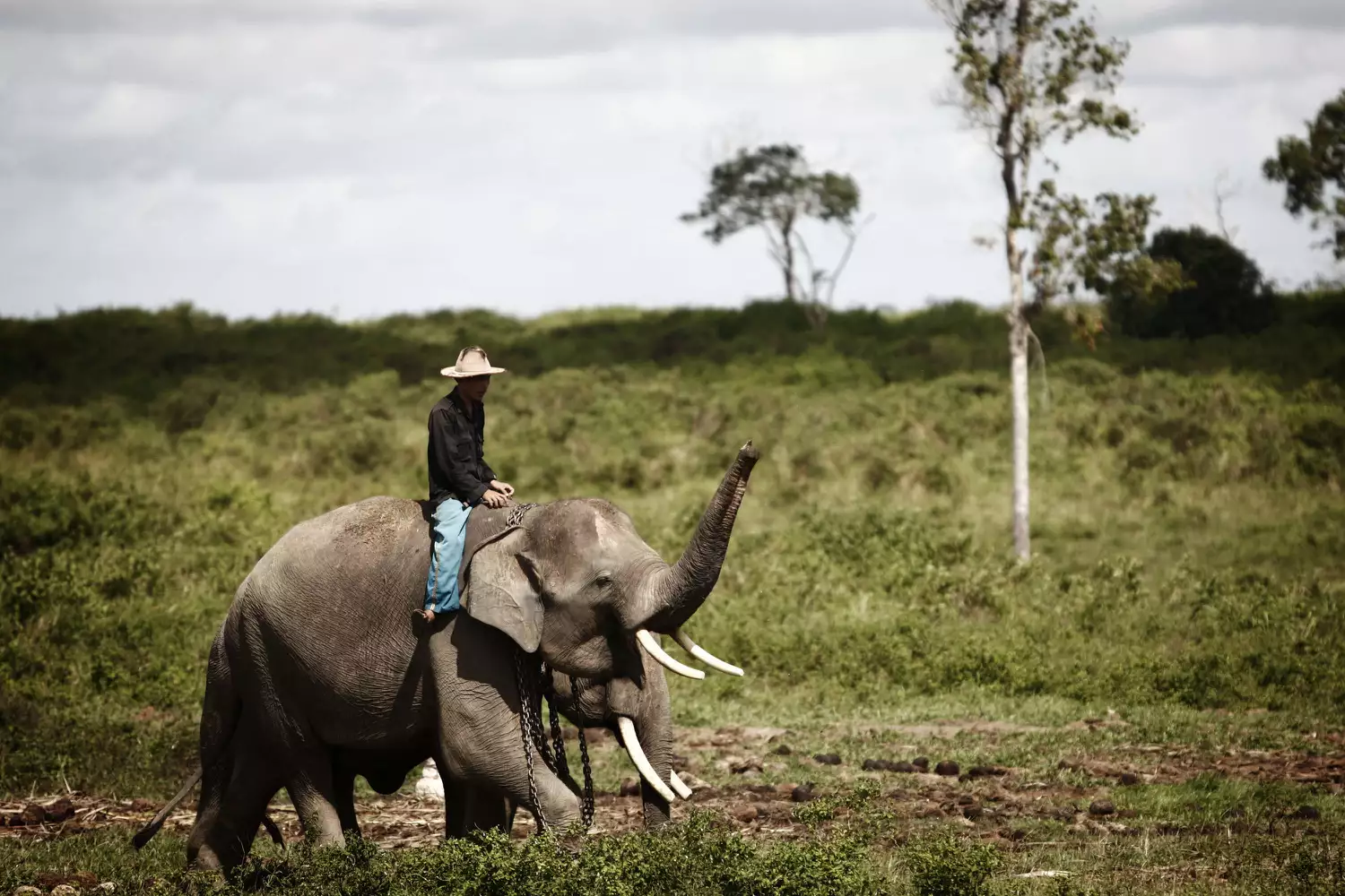 Суматранский слон под угрозой исчезновения в Индонезии