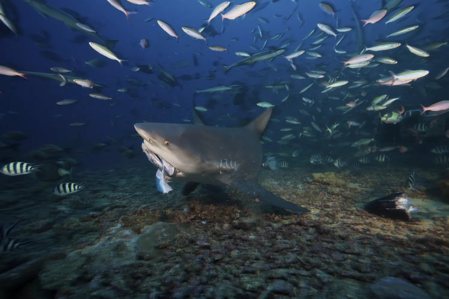 Тупорылая акула вгрызается в тунца у берегов Фиджи
