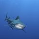 11 Невероятных фактов о тупорылых акулах