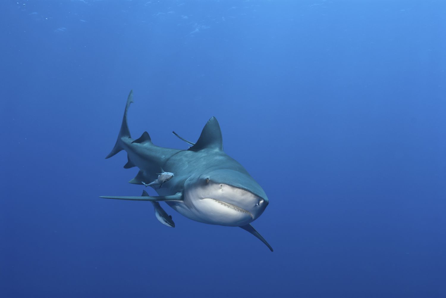 Тупорылая акула плывет к камере в пустой голубой воде