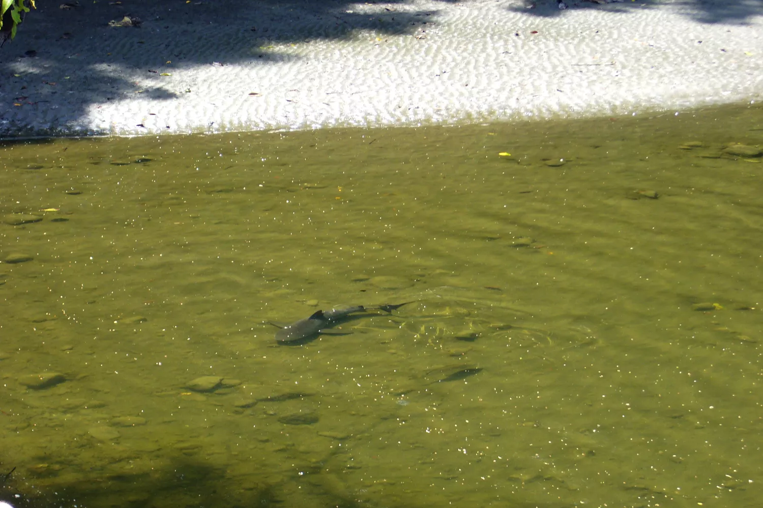 Тупорылая акула плывет по реке в национальном парке Корковадо в Коста-Рике