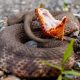 Водяной щитомордник: факты о мокасиновой змее