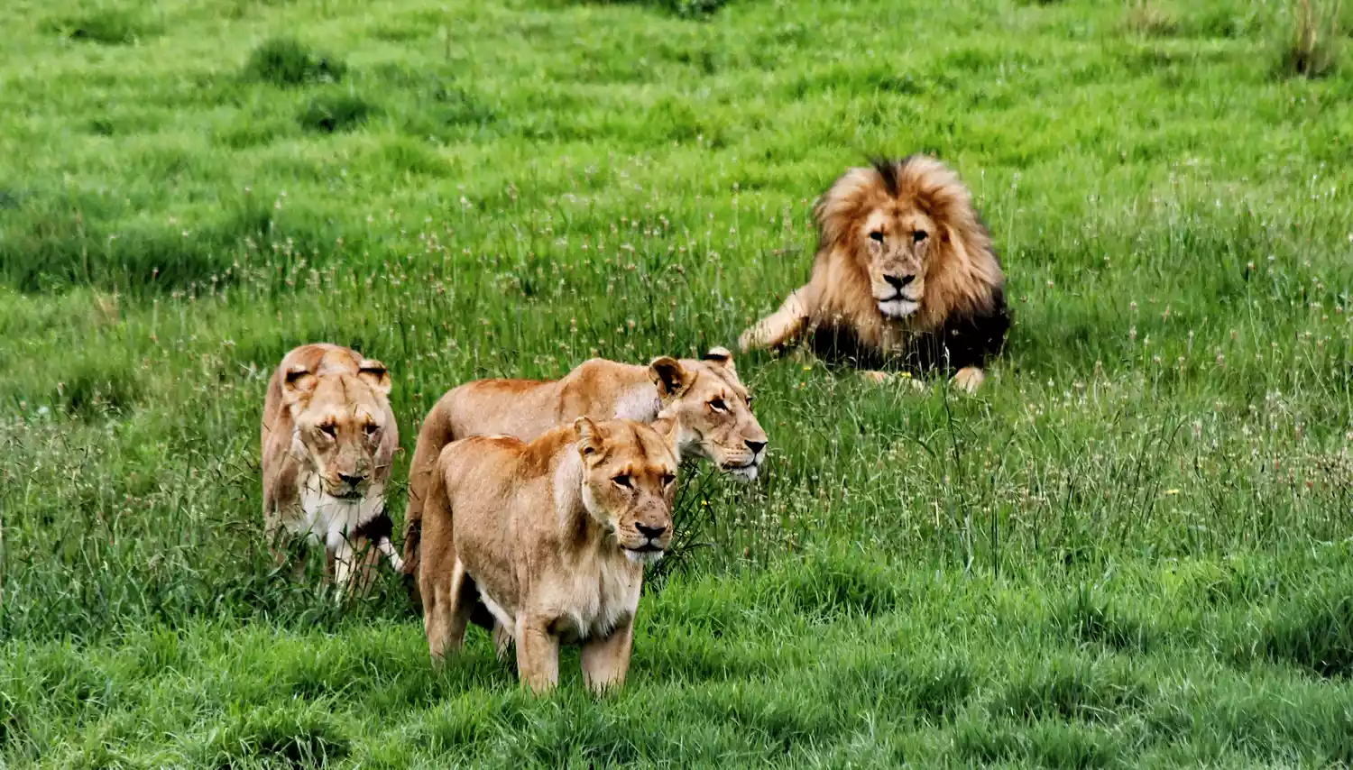 Группа самцов и самок льва в травянистой местности в Южной Африке