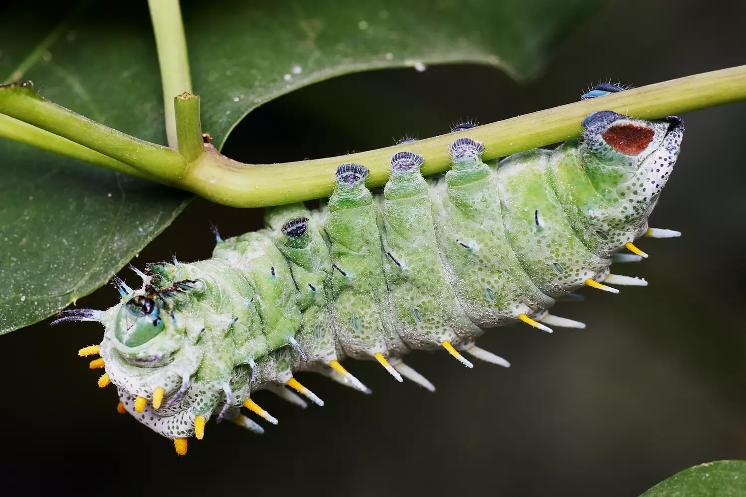 Голубовато-зеленая гусеница павлиноглазки атлас, поедающая стебель листа