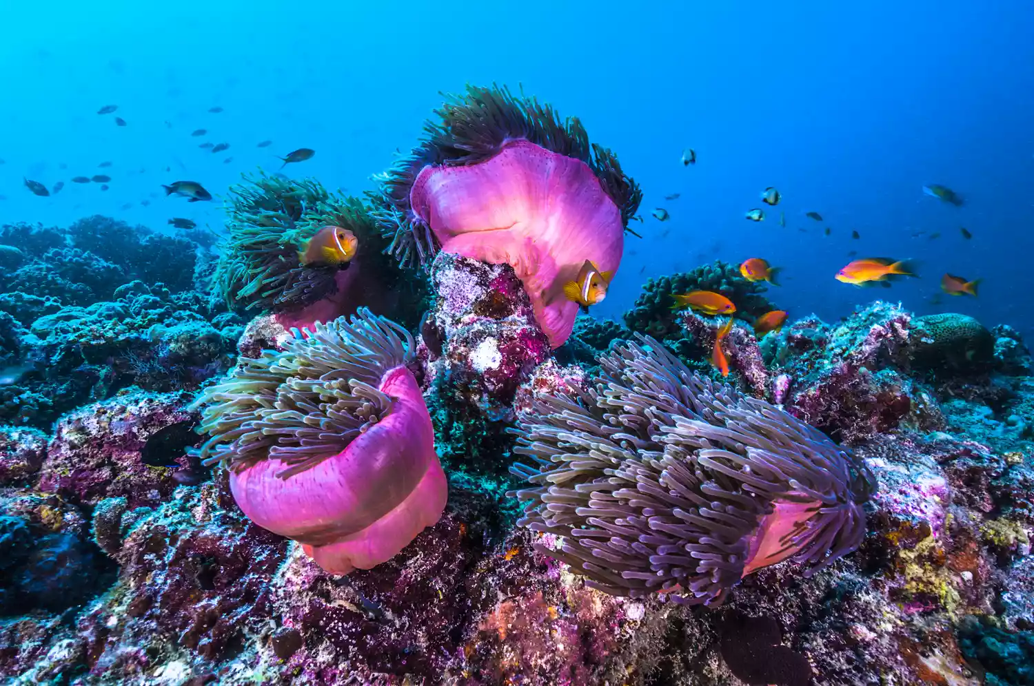 Рыба-клоун плавает вокруг разноцветных кораллов в голубой воде