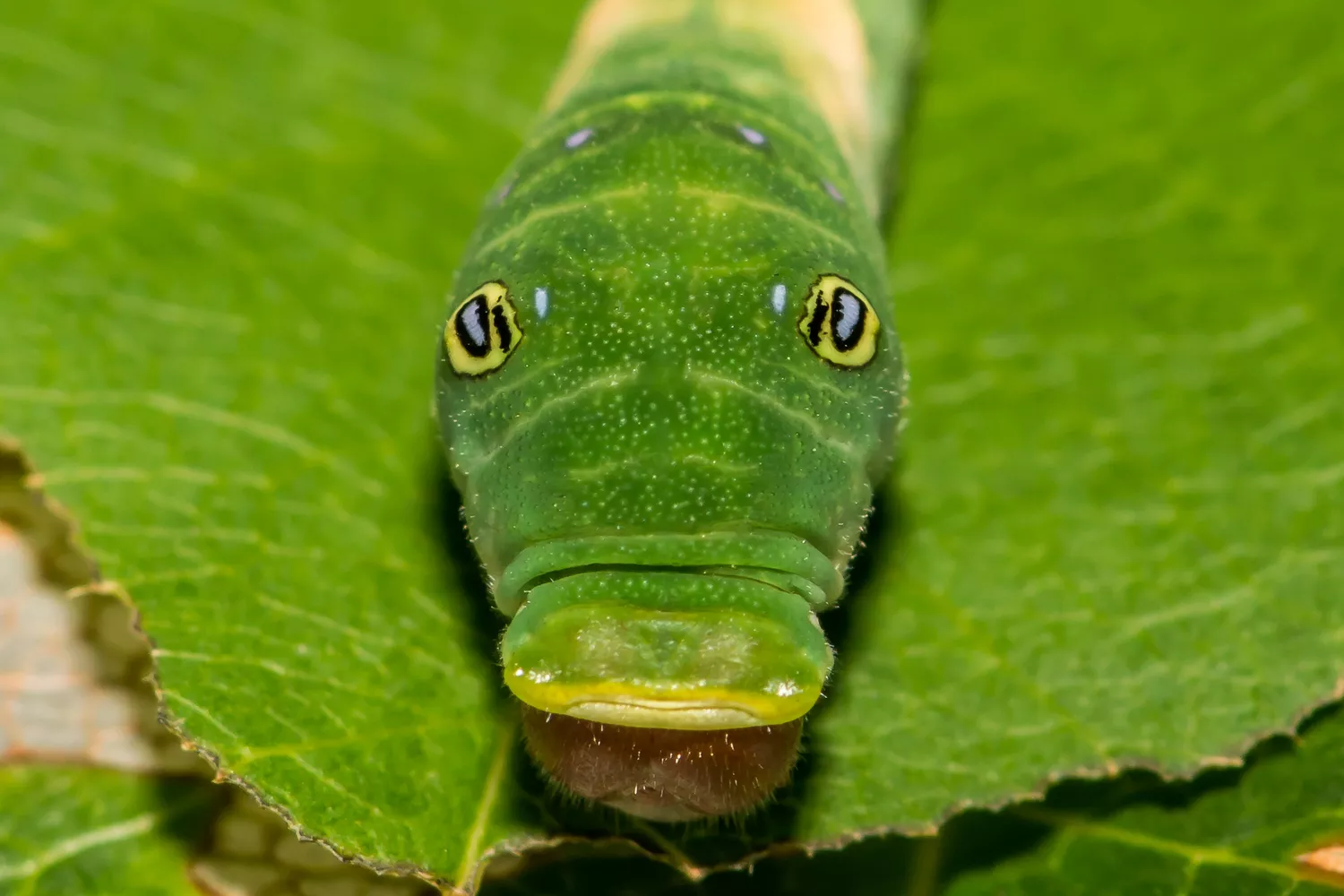 Ярко-зеленая гусеница бабочки Парусник главк с желтыми глазами и открытым ртом