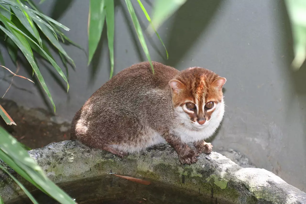 Суматранская кошка