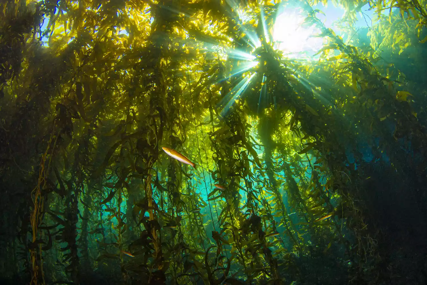 Всплески солнечного света, проникающие сквозь подводный лес ламинарии