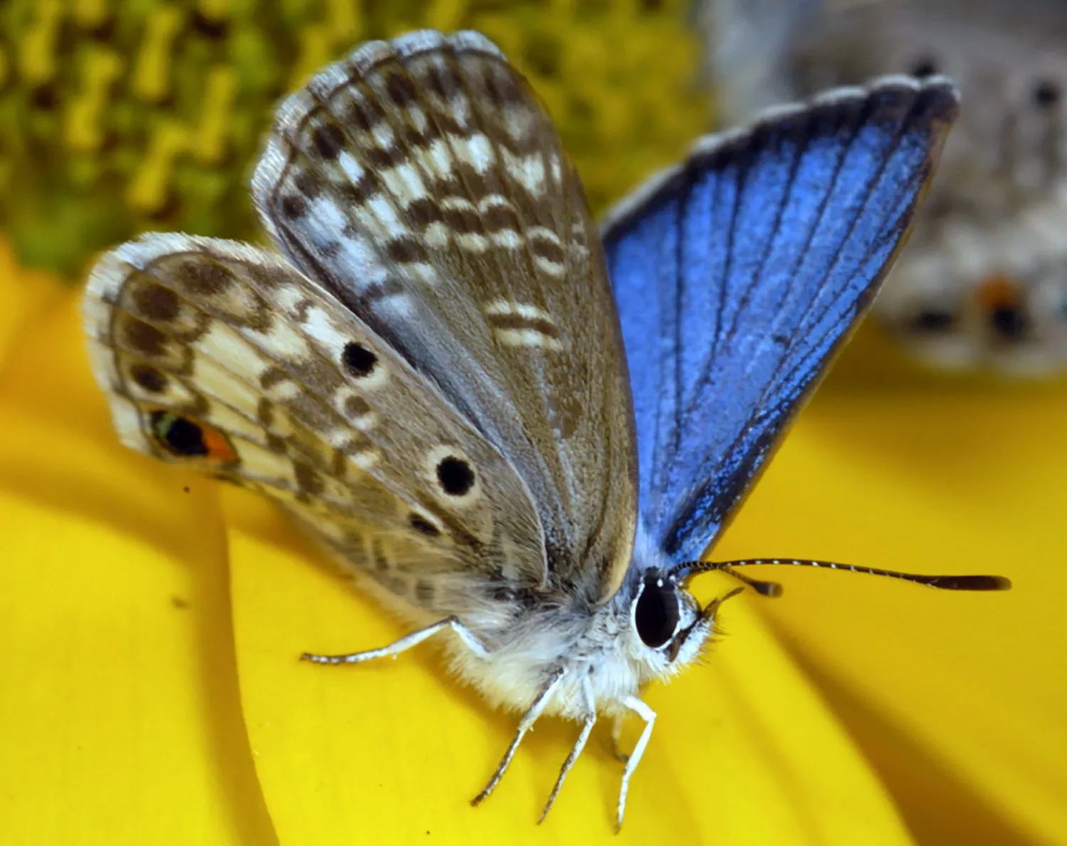 Голубая бабочка Майами