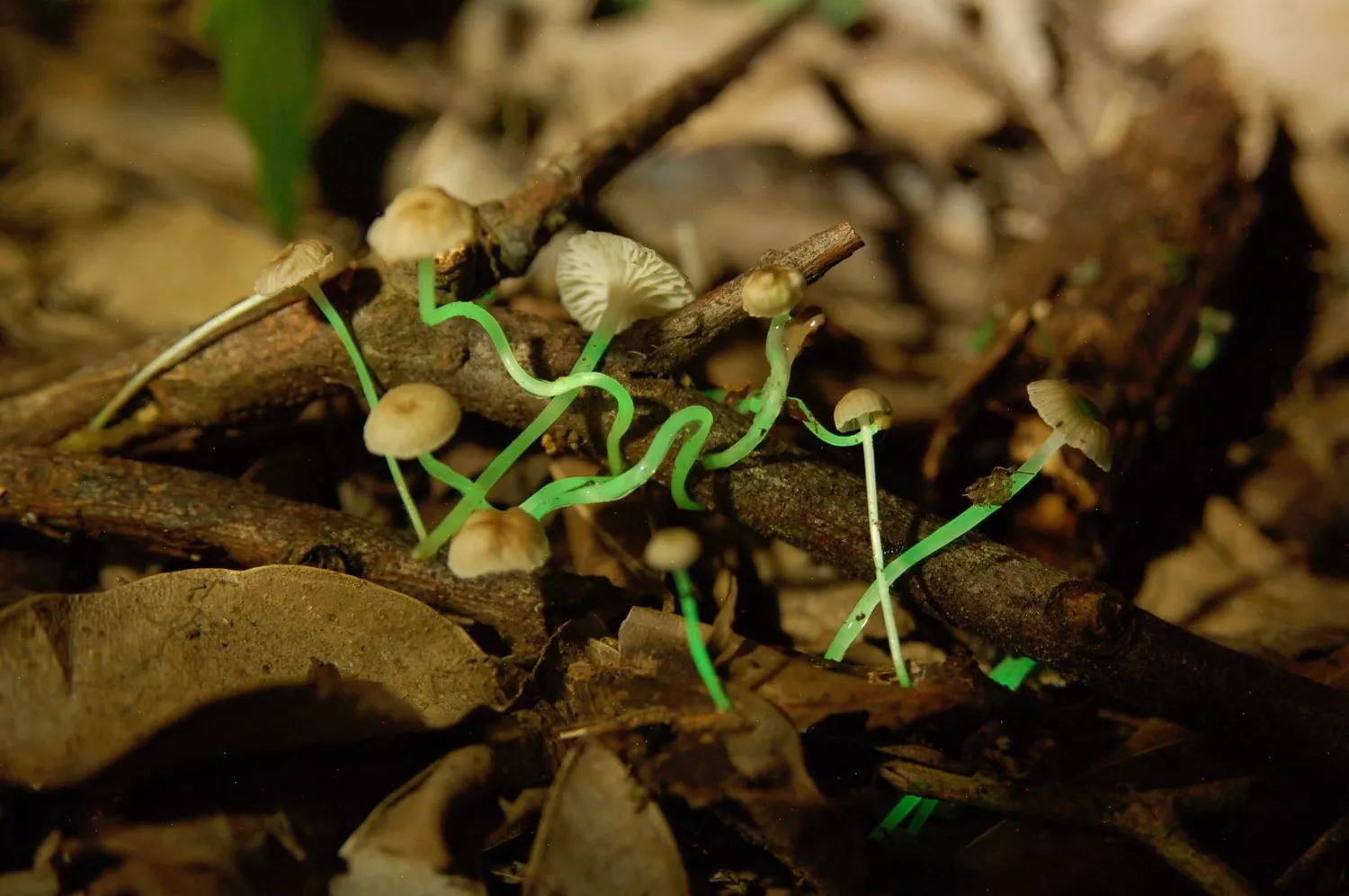 Растущий в лиственной подстилке гриб Mycena luxaeterna с шипиками, светящимися зеленым светом