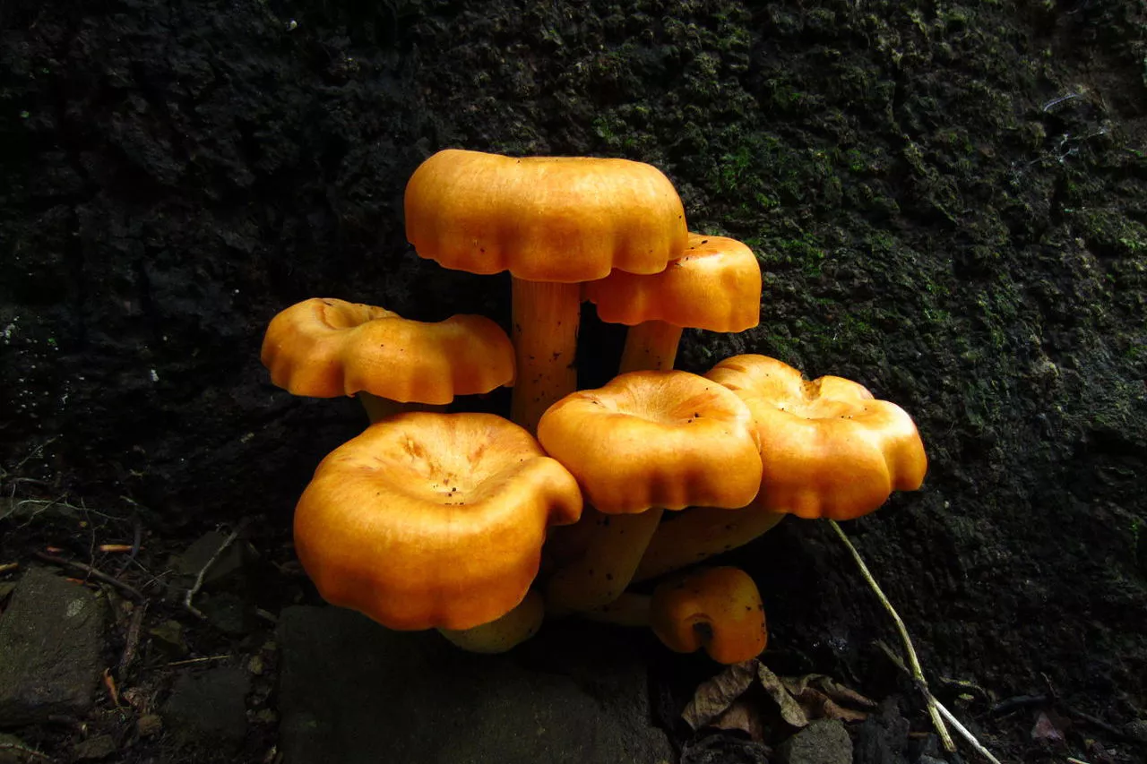 Яркое золотистое скопление грибов, растущее на дереве