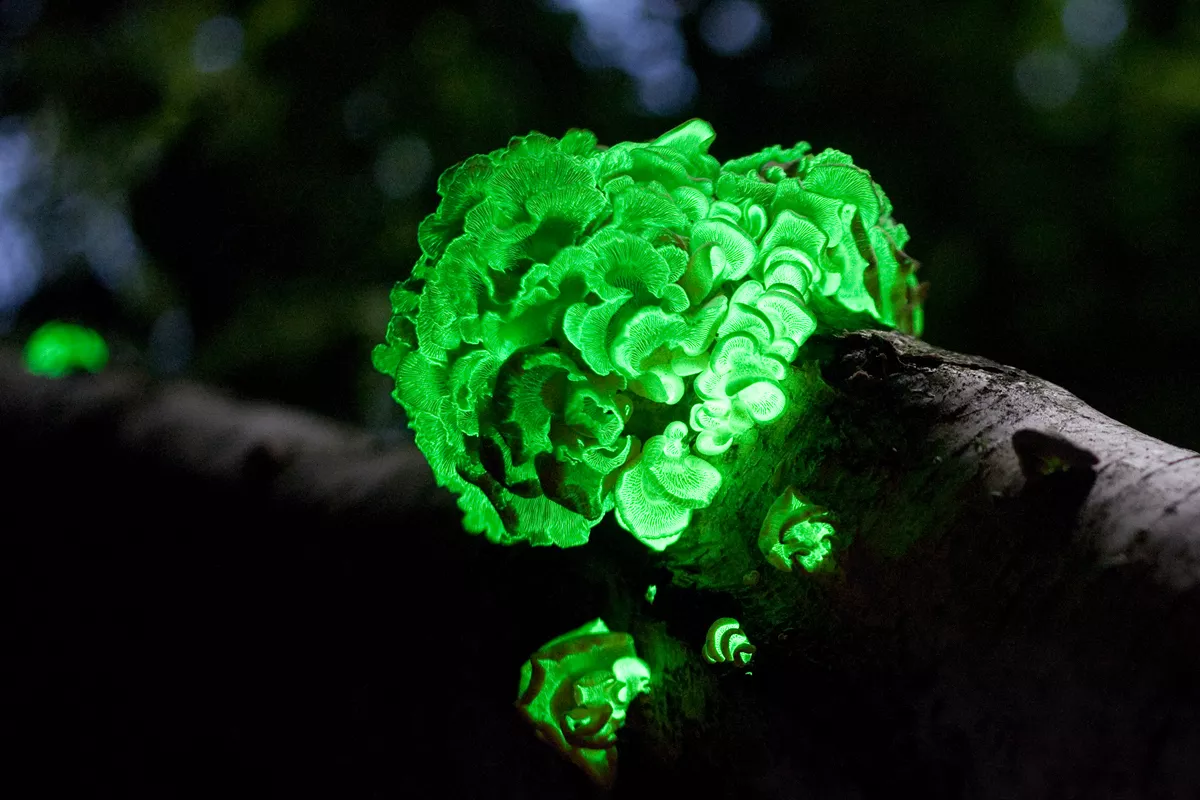 Гриб панеллюс вяжущий на стволе дерева, светящийся зеленым светом ночью