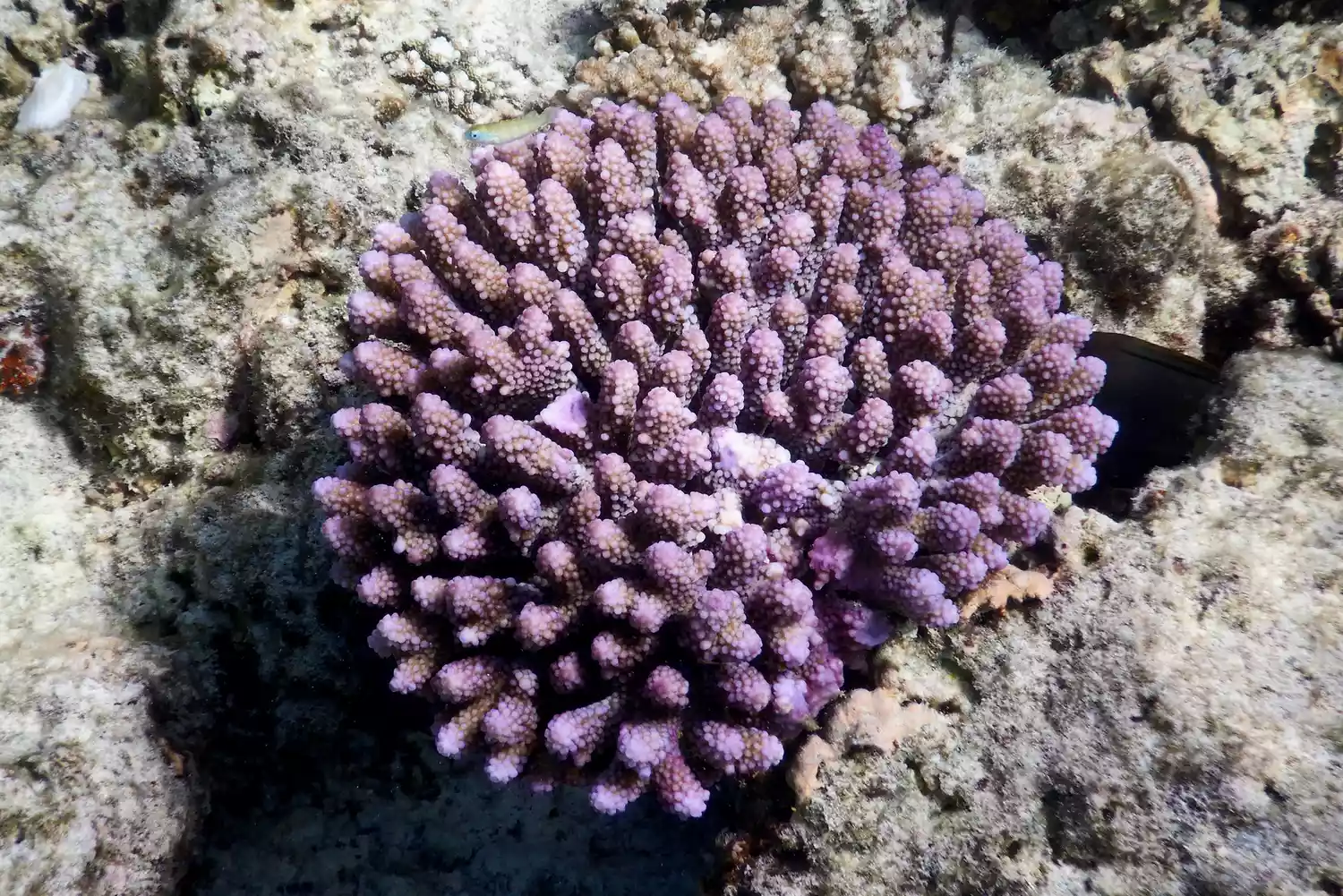 Пурпурный коралл, растущий на морском дне