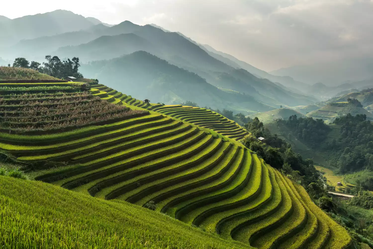 Слоистые холмы светло-зеленых рисовых полей, похожие на ступеньки