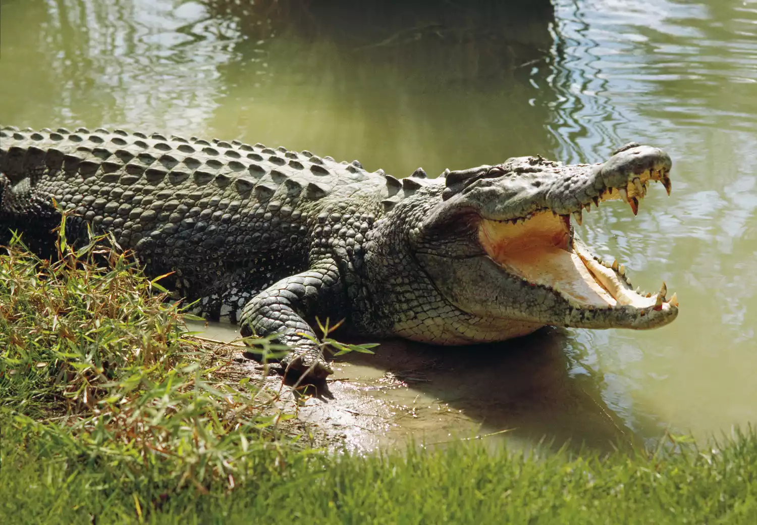 Гребнистый крокодил лежит на травянистом берегу с открытой пастью