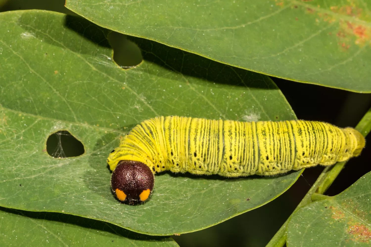 Коричневоголовая, желтоглазая гусеница бабочки Epargyreus clarus
