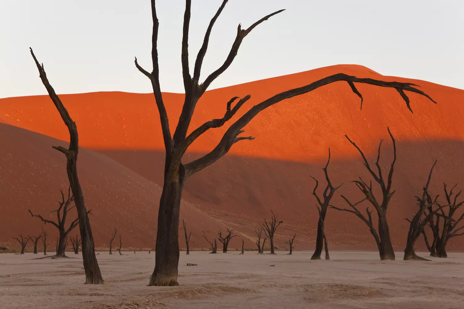 Мертвые деревья на сухой глиняной земле с высокой красной песчаной дюной на заднем плане