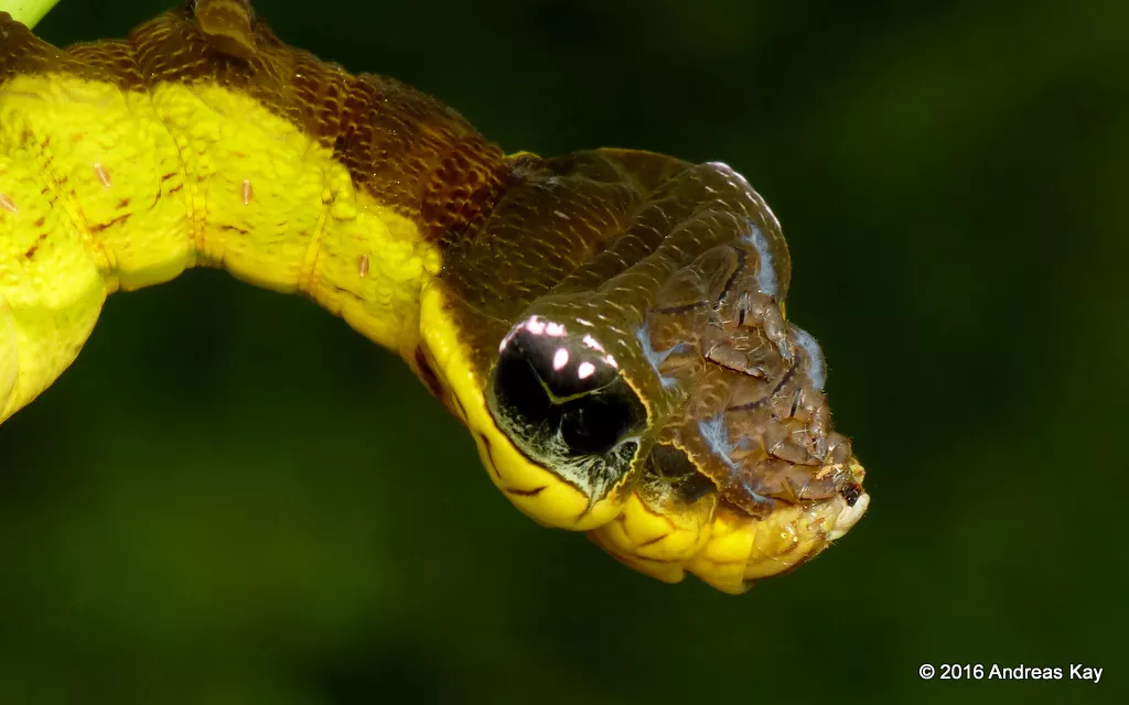Желто-коричневая гусеница, похожая на змею