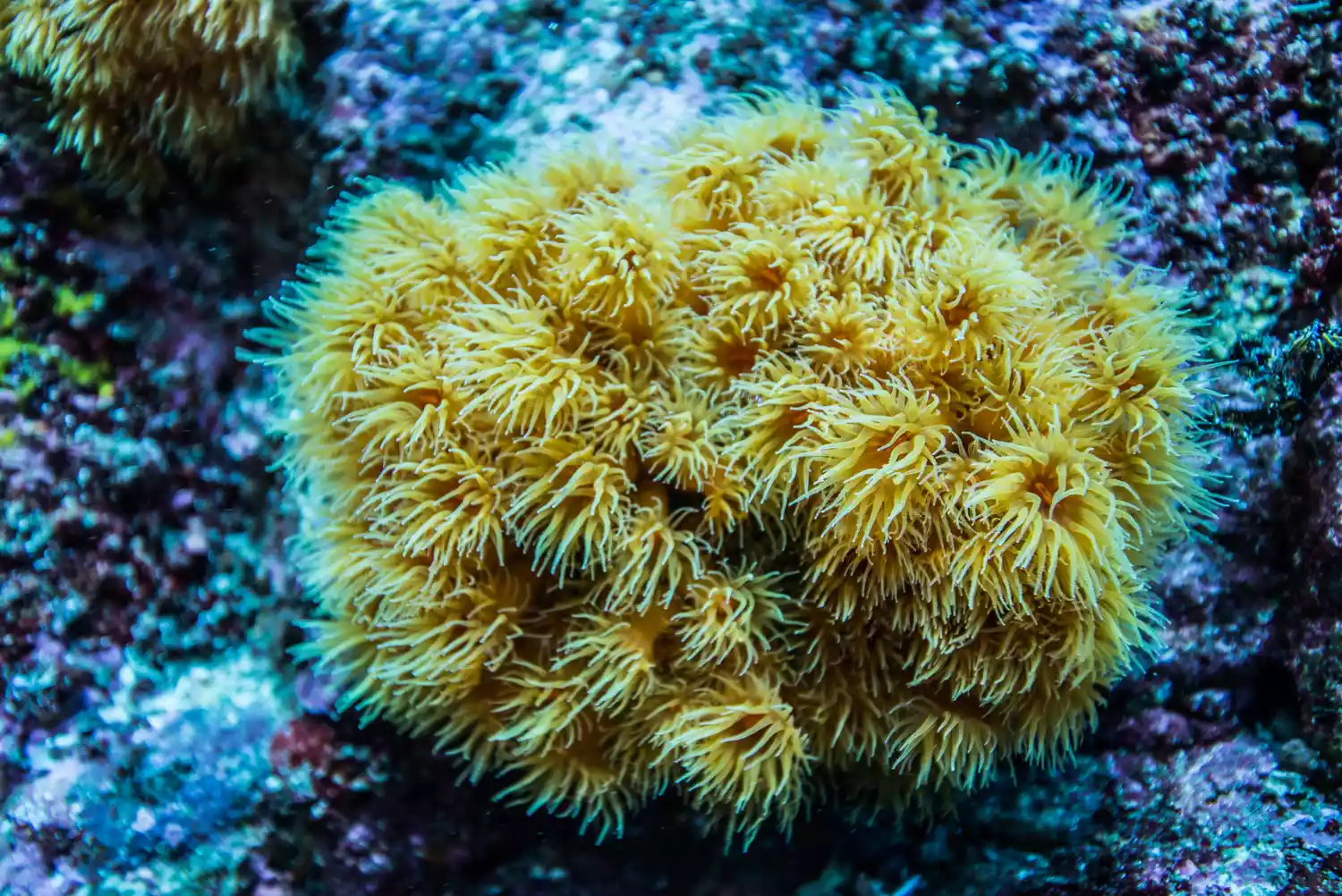 Колония желтых солнечных кораллов на пунктирной коралловой скале