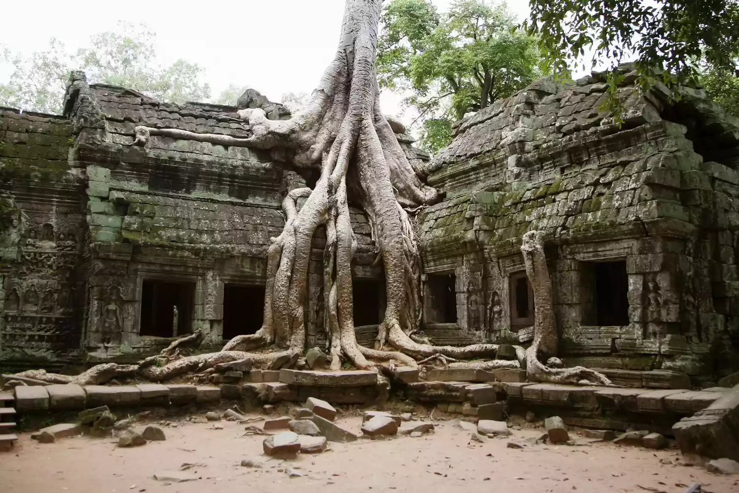Дерево с обнаженными корнями, растущее над древним храмом Та Прум