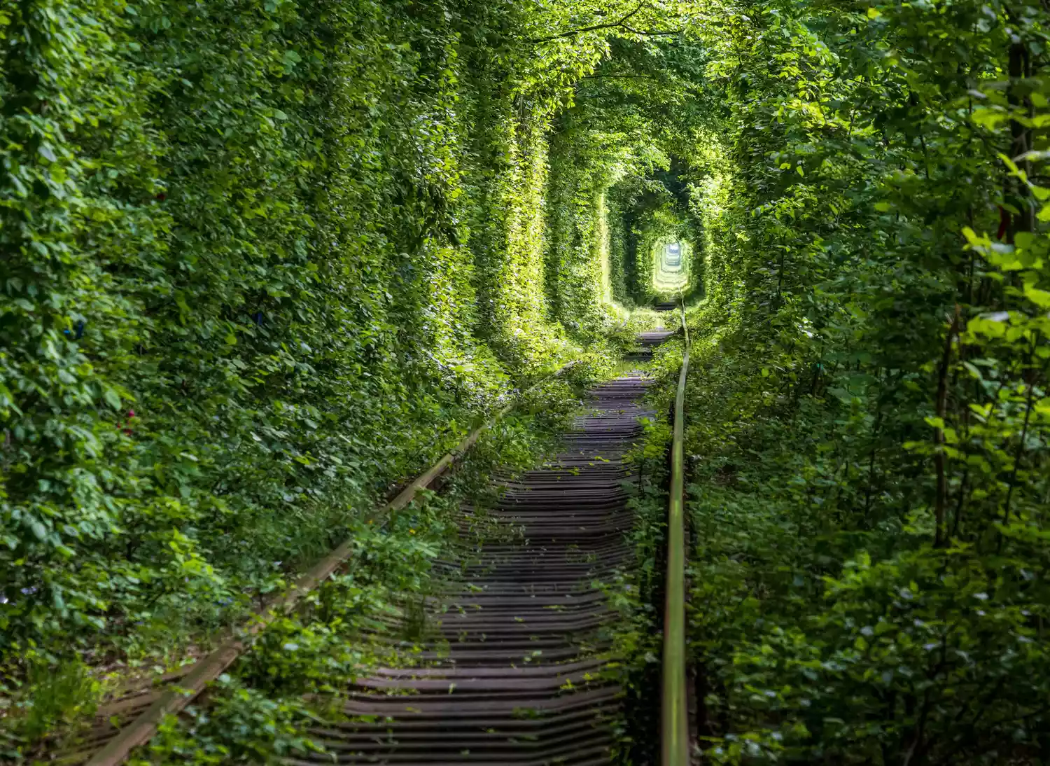 Деревья со светло-зелеными листьями создают туннель для железнодорожных путей
