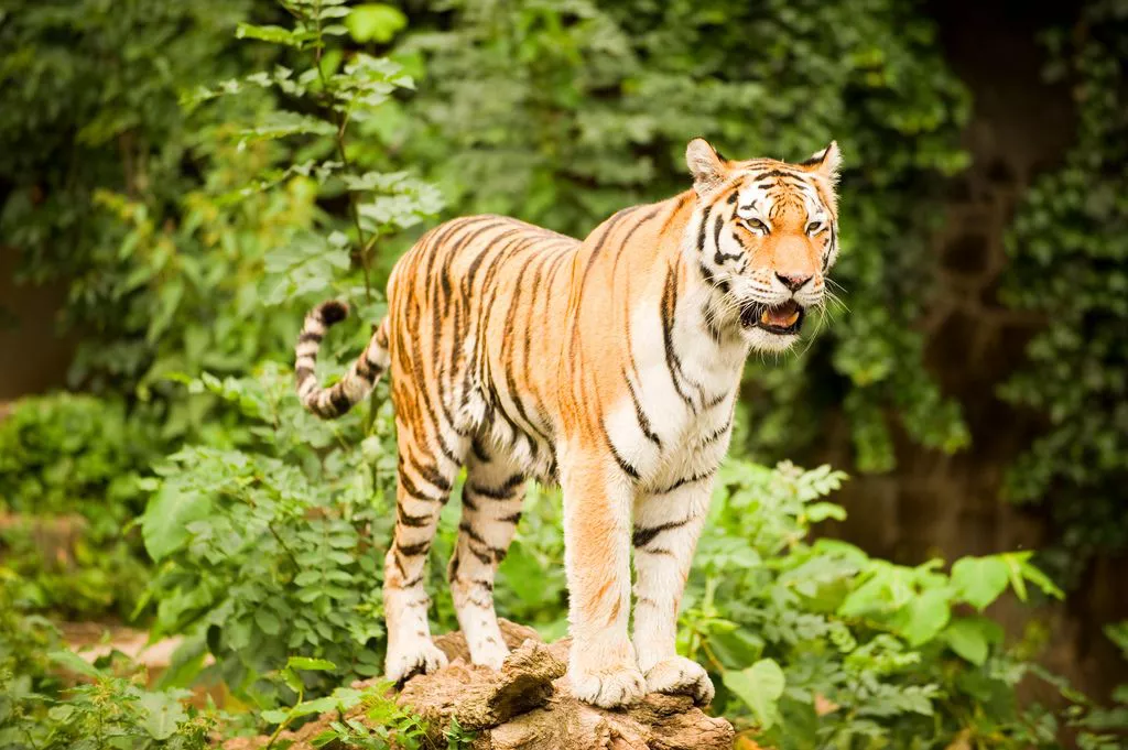 Оранжево-белый тигр с черными полосами стоит на дереве в джунглях
