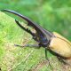 10 Самых больших насекомых в мире