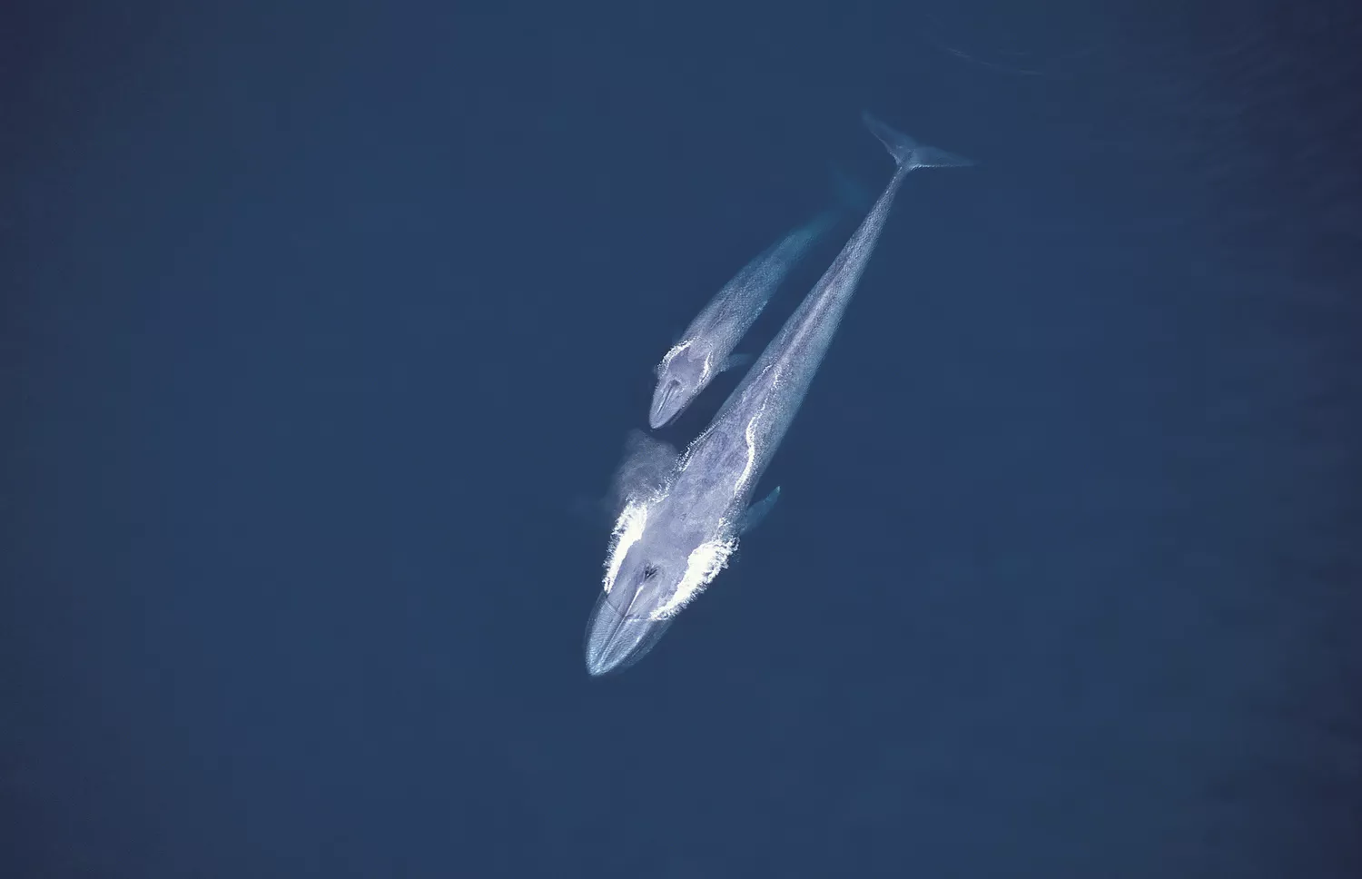 Синий кит плавает с детенышем