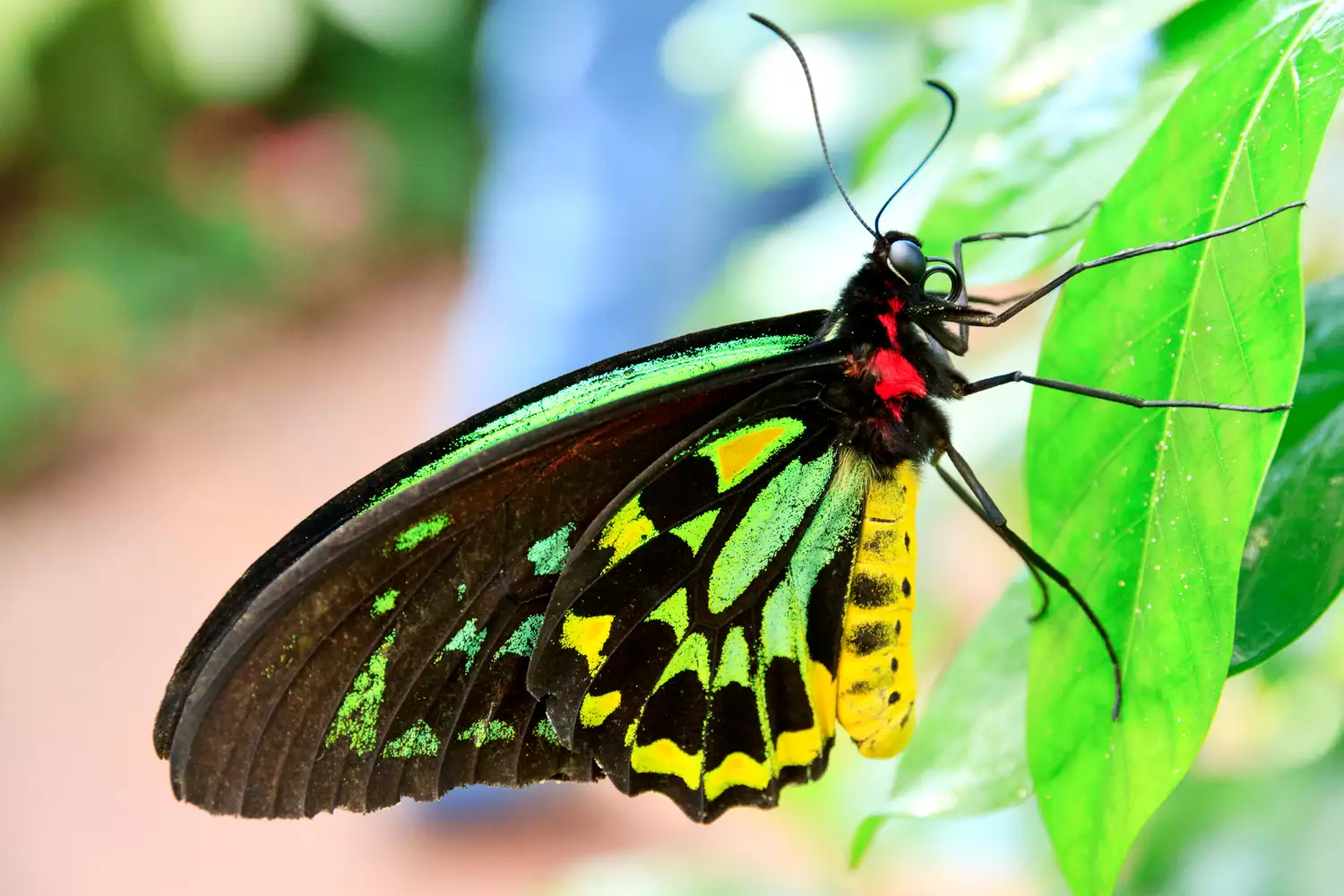 Красочная бабочка Птицекрылка королевы Александры