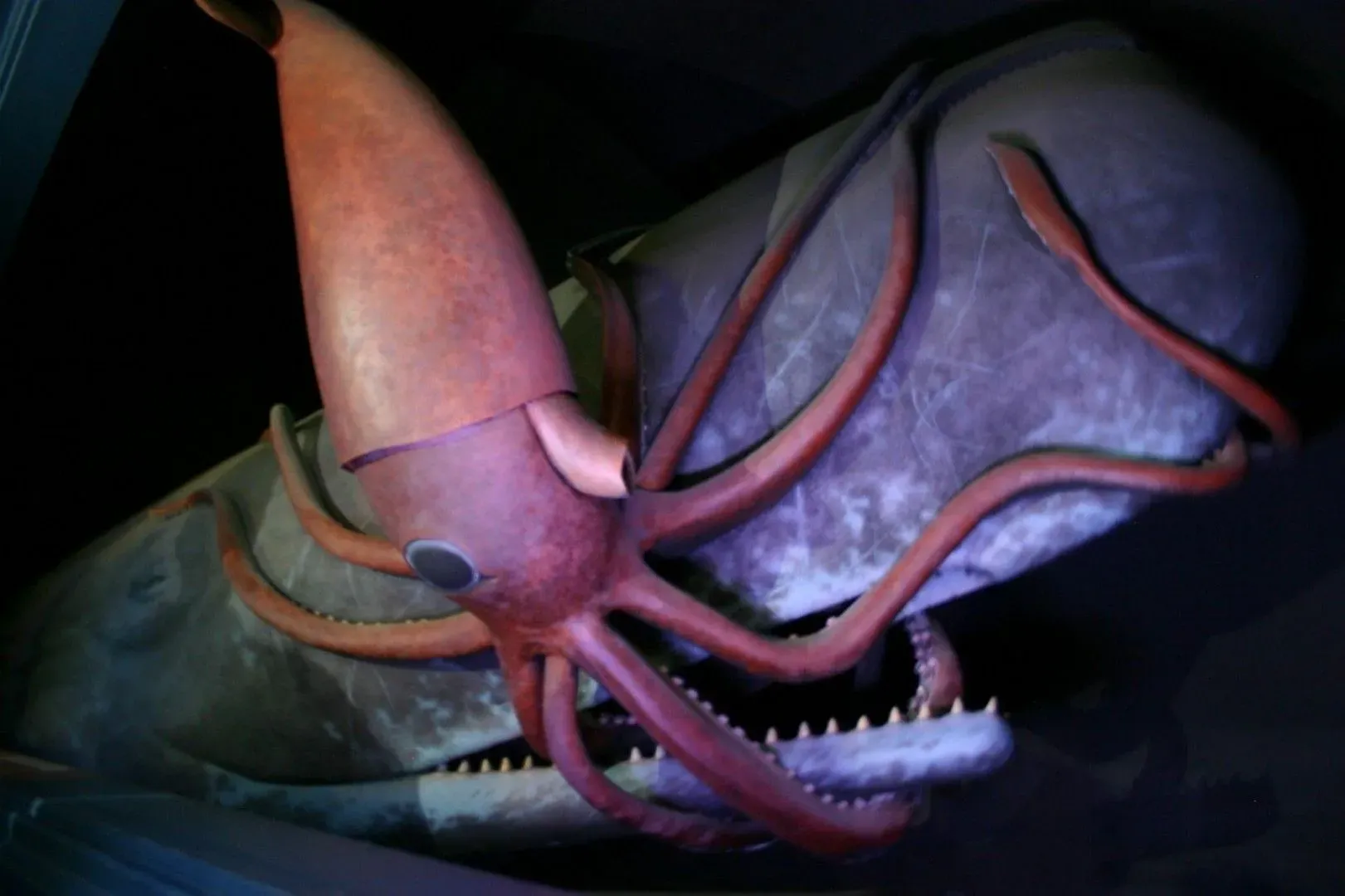 Диорама с антарктическим гигантским кальмаром и кашалотом в музее