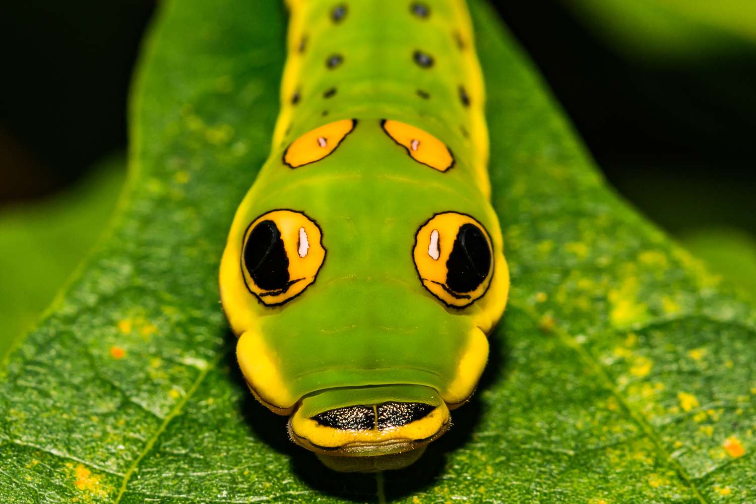 Ярко-зеленая гусеница на листе выглядит очень похожей на змею