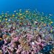 10 Потрясающих растений и морских существ на дне океана