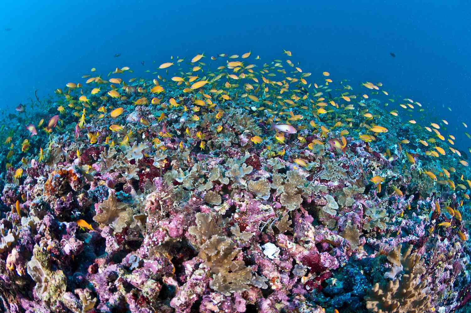 Красочный коралловый риф с множеством рыб на Мальдивах