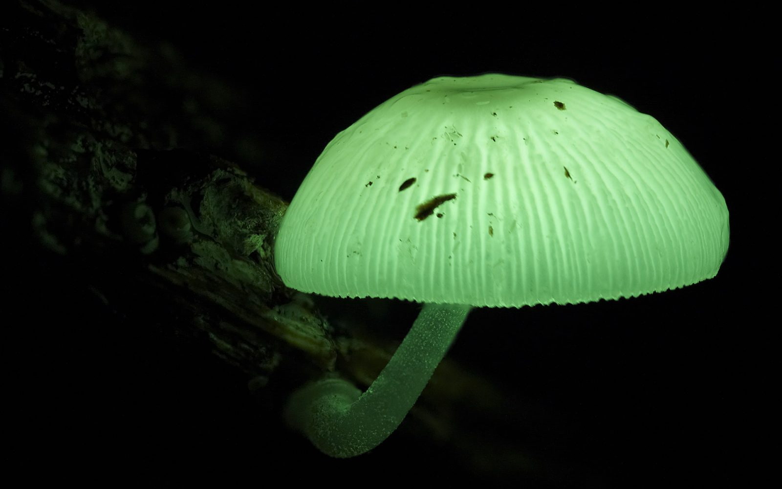 10 Биолюминесцентных грибов, которые светятся в темноте