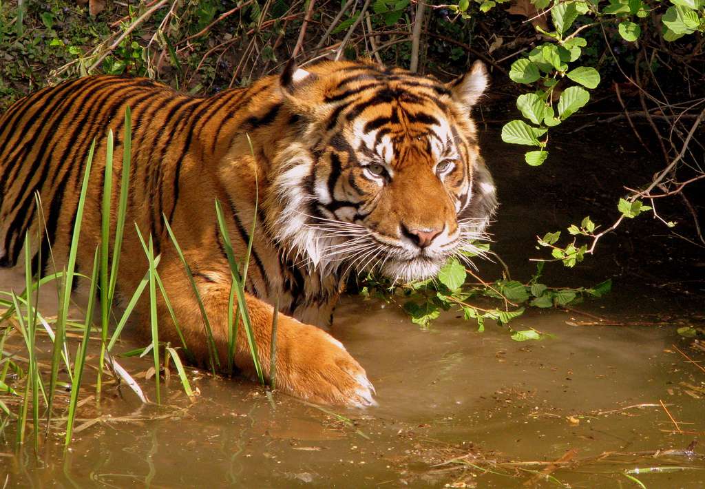 Тигр пробирается через мутную воду