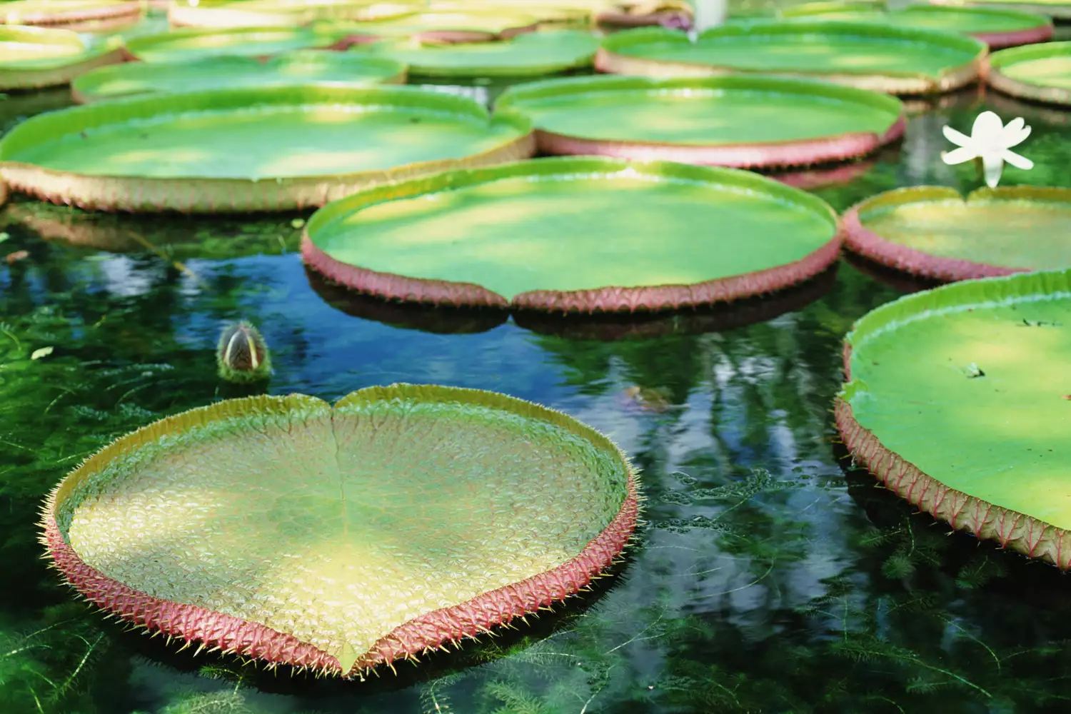 Крупный план гигантских плавающих листьев виктории амазонской в воде