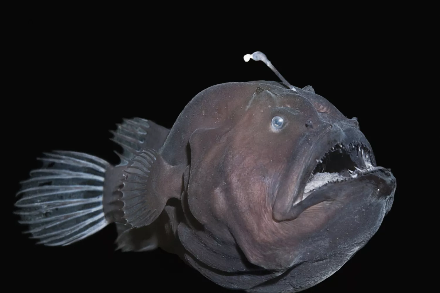 Глубоководная рыба-удильщик (Diceratias pileatus)