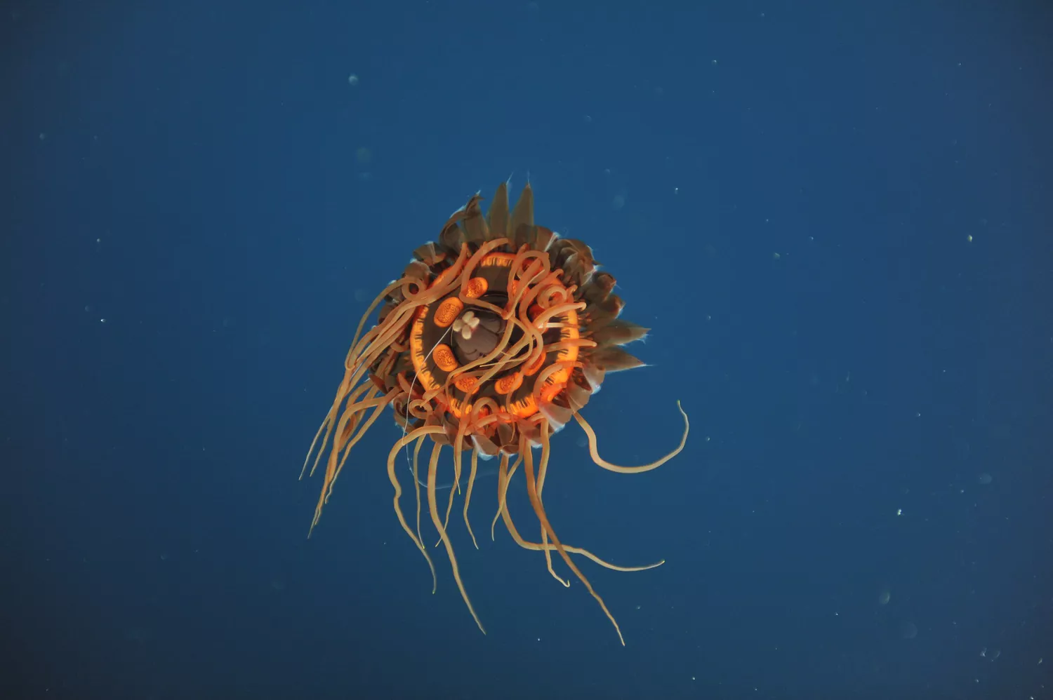 Внутренняя сторона медузы атолла с длинными тонкими щупальцами