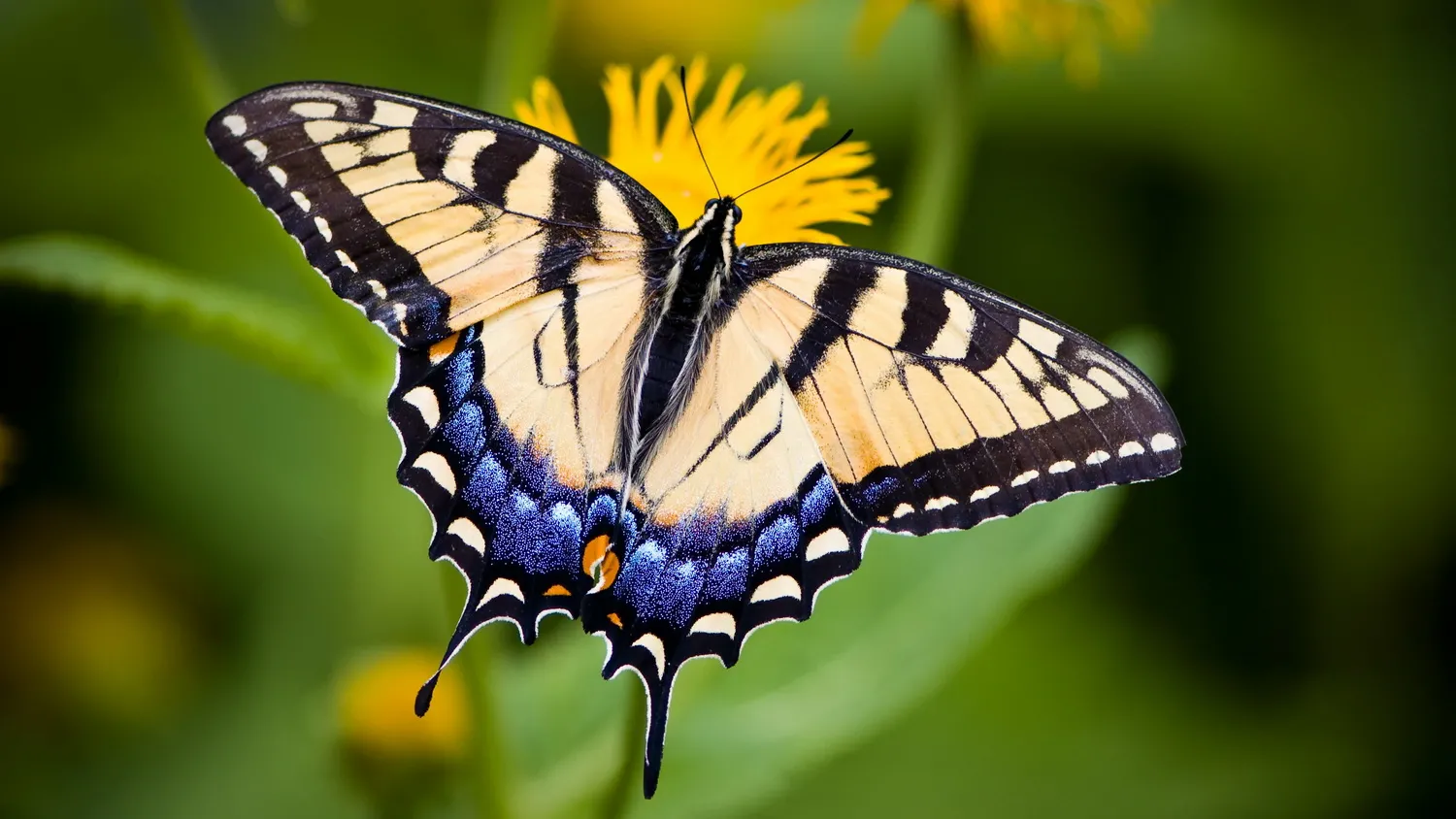 Бабочка парусник главк (Papilio glaucus)