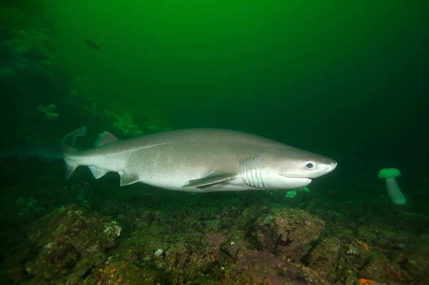 Серо-белая шестижаберная акула
