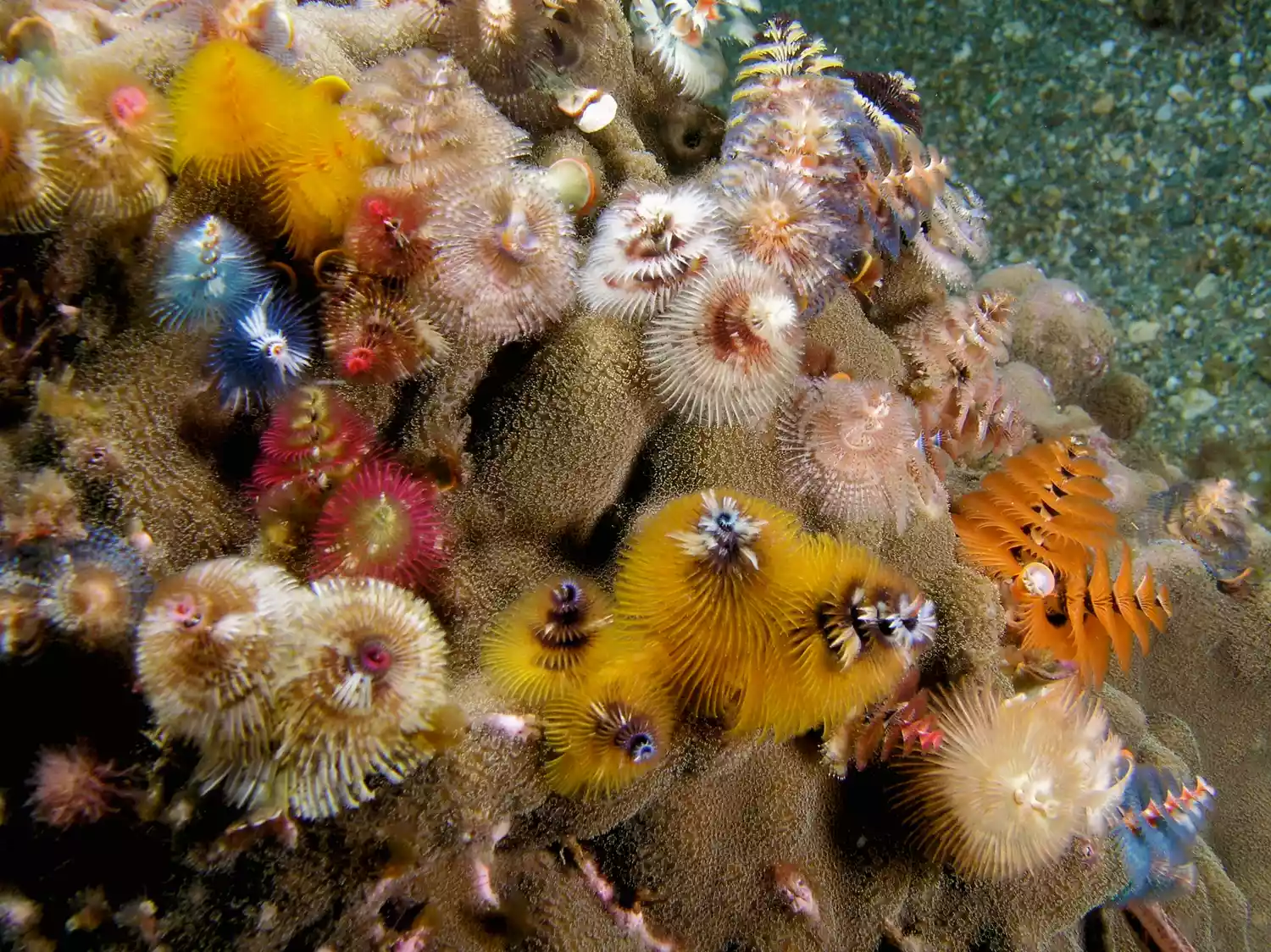 Ярко окрашенные черви «Новогодняя елка», выскакивающие из коралла