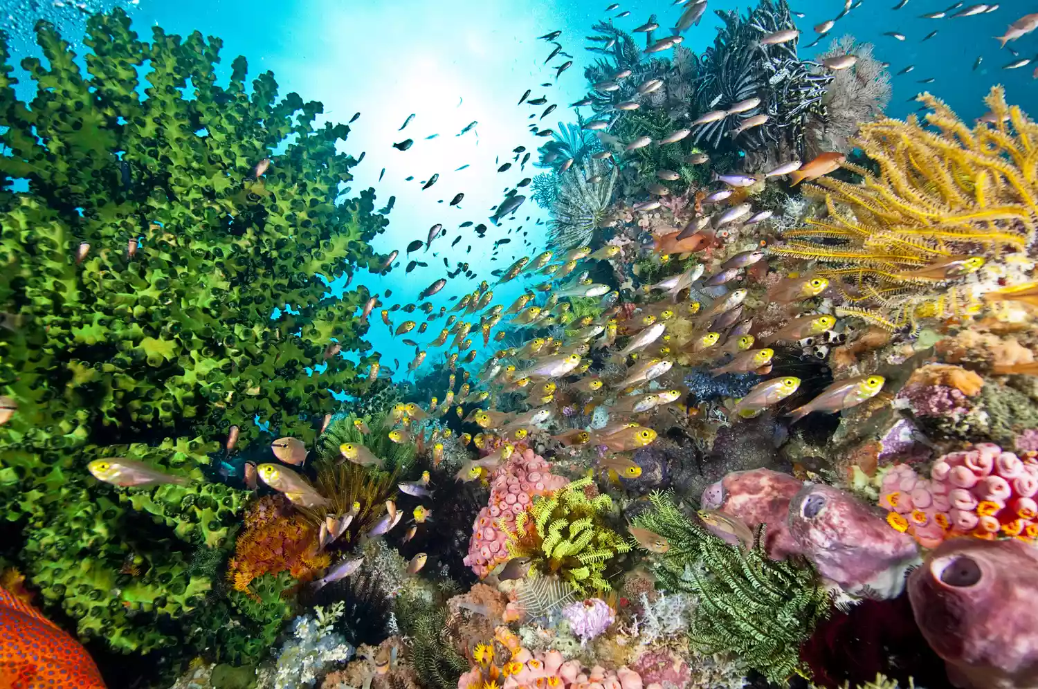 Разноцветный коралловый риф с плавающими в нем рыбами