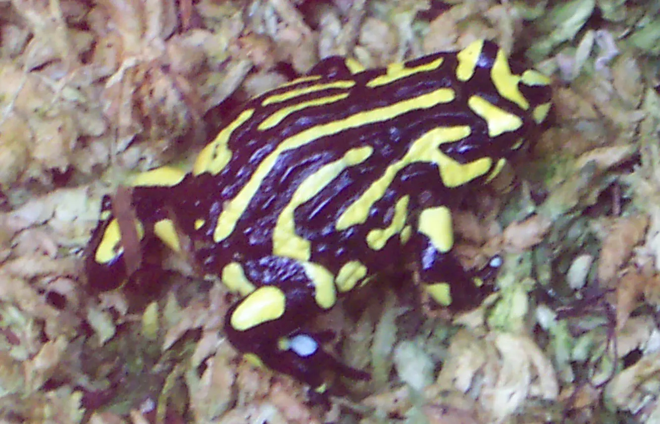 Яркая ложная жаба (Pseudophryne corroboree)