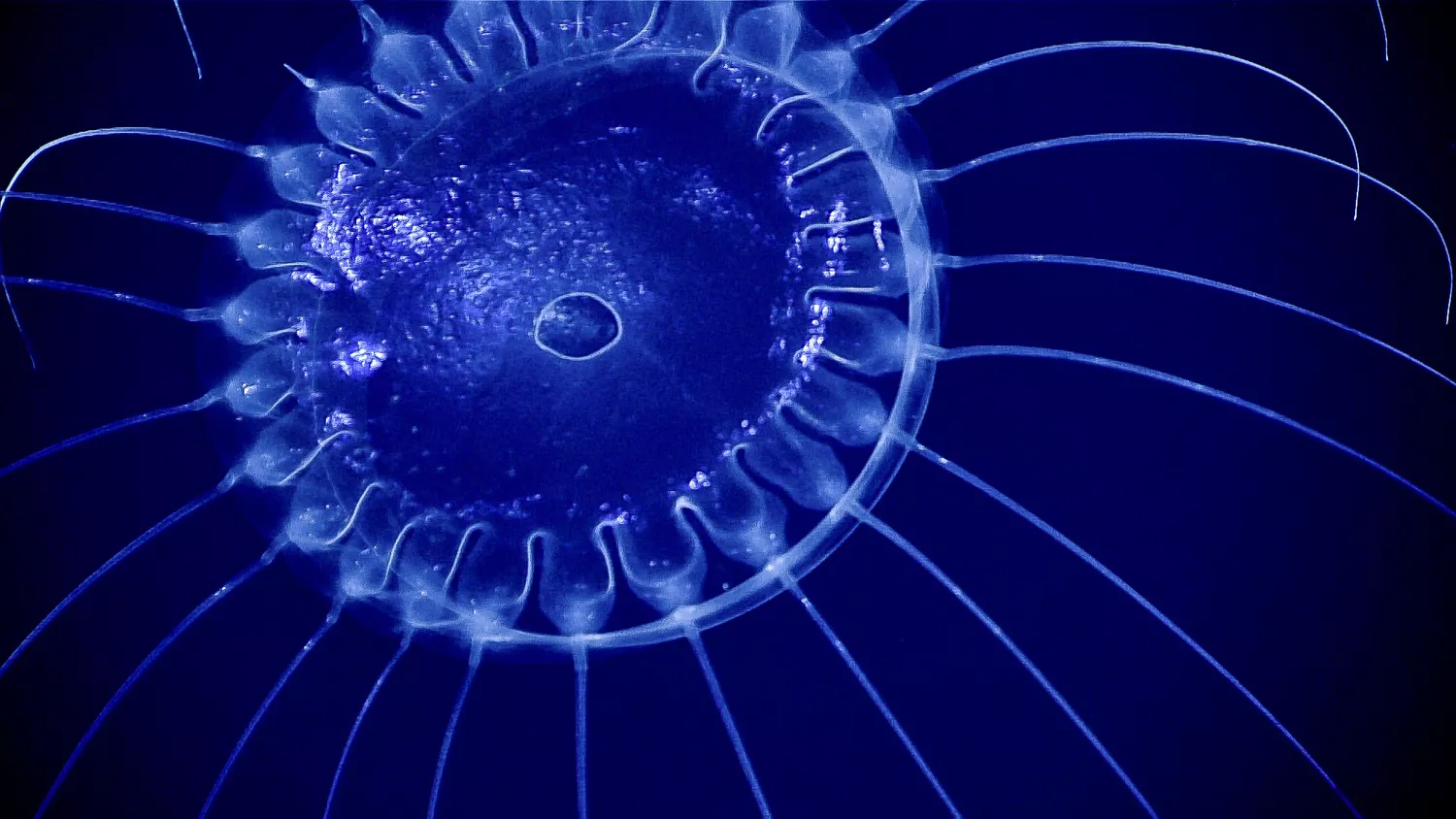 Крупный план медузы Solmissus с 26 тонкими щупальцами